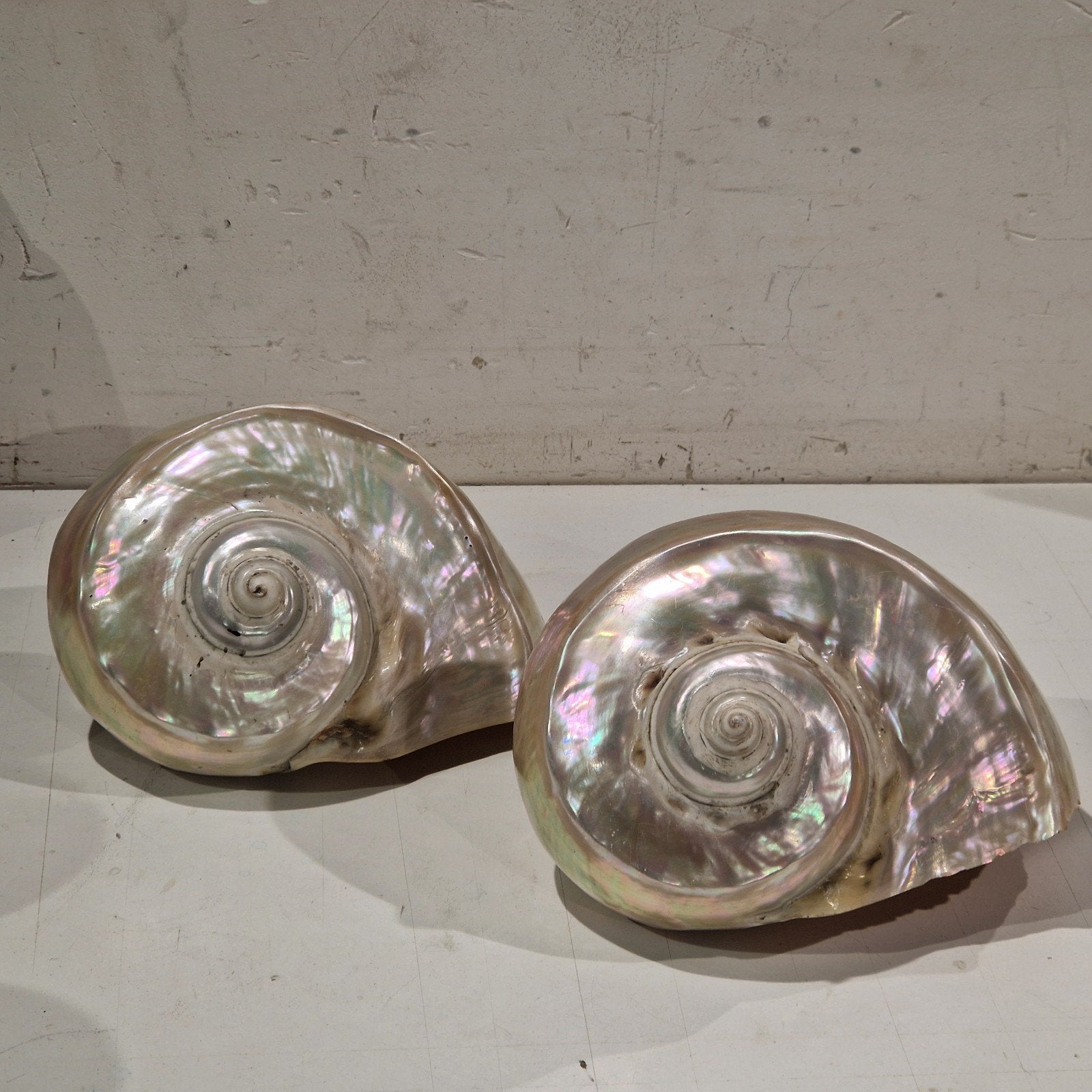 Turbo Marmoratus MOP Shells LARGE (15–17 cm), 2 beschikbaar, Ophalen of Verzenden, Schelp(en)
