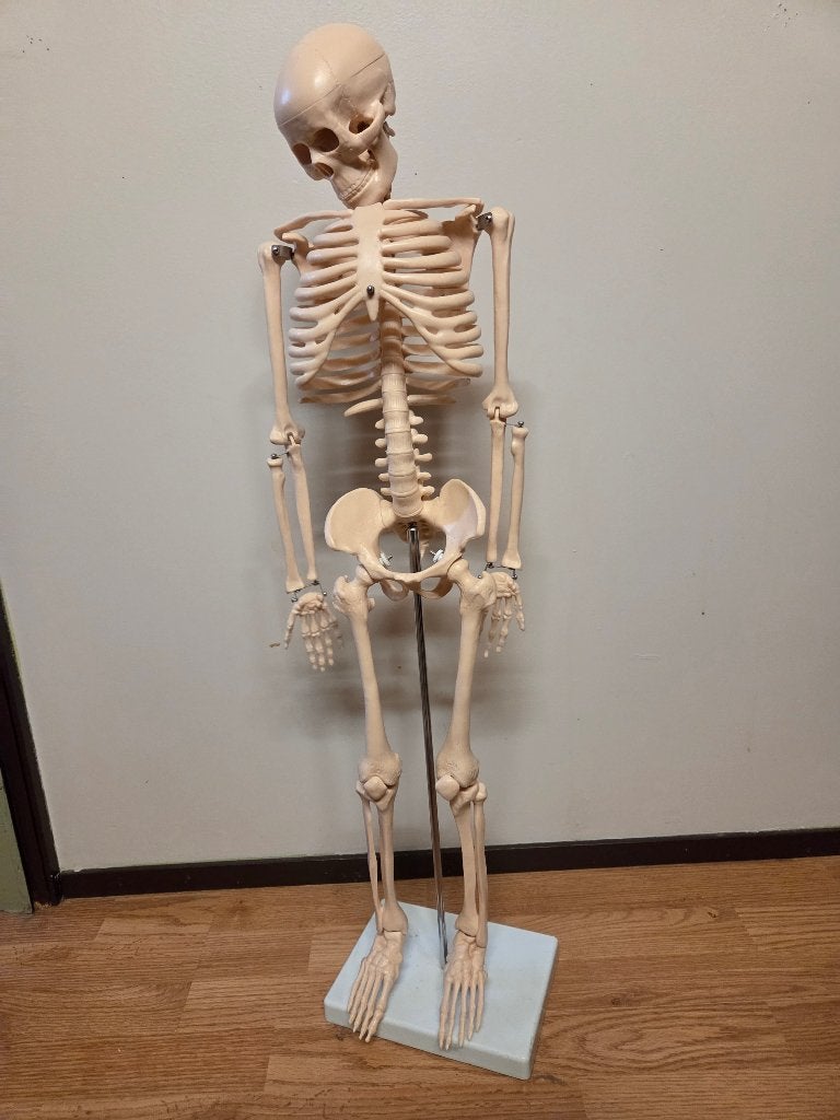 Skelet Anatomie mens, Diversen, Schoolbenodigdheden, Ophalen of Verzenden, Zo goed als nieuw