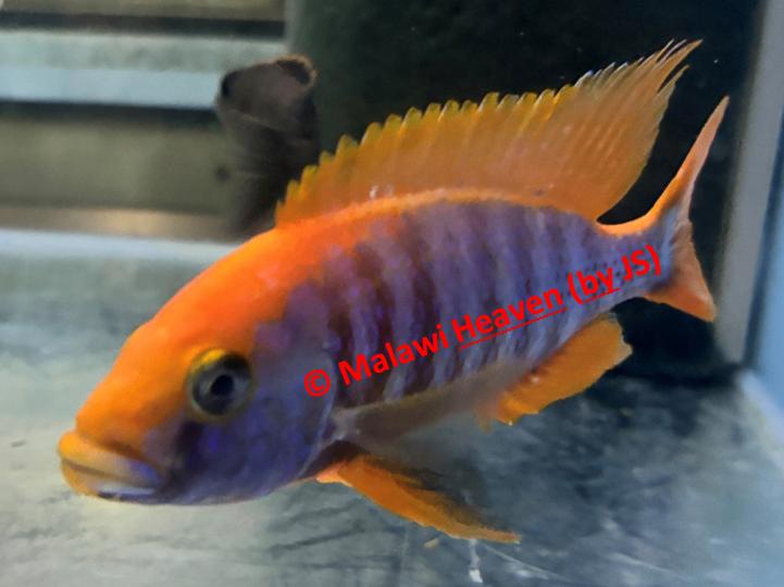 Aulonocara Sunset malawi cichliden, Poisson, Poisson d'eau douce, Banc de poissons