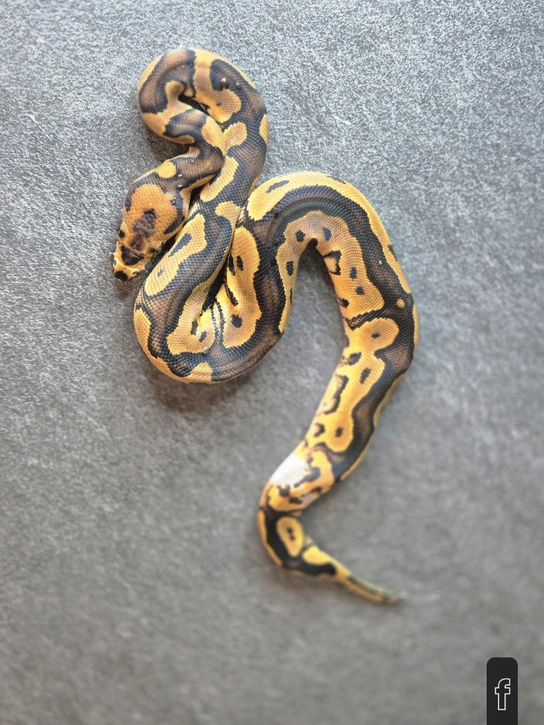 Python regius nc2026 Ball Python photo 4
