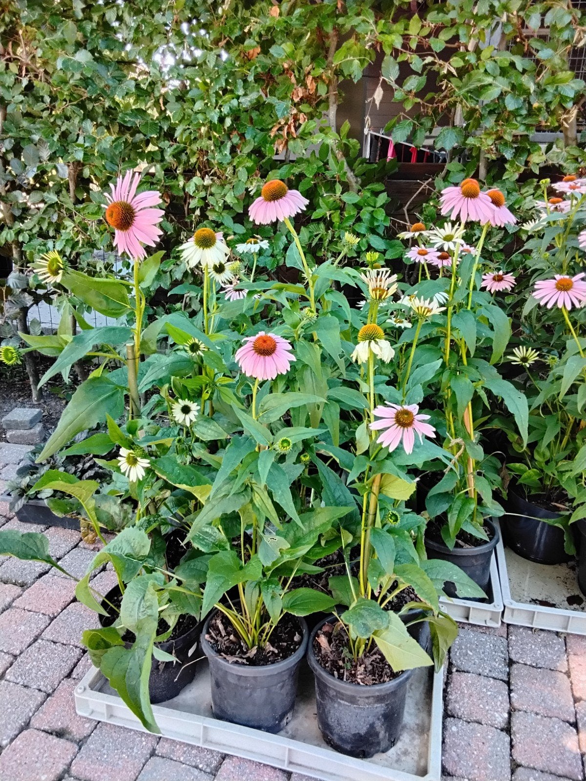 Echinacea purpurea en White powwow, pot 3liter,, Tuin en Terras, Ophalen, Vaste plant, Volle zon
