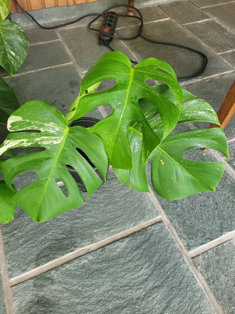Monstera bonte albo-plant, Huis en Inrichting, Kamerplanten, Ophalen, Halfschaduw, In pot, Minder dan 100 cm