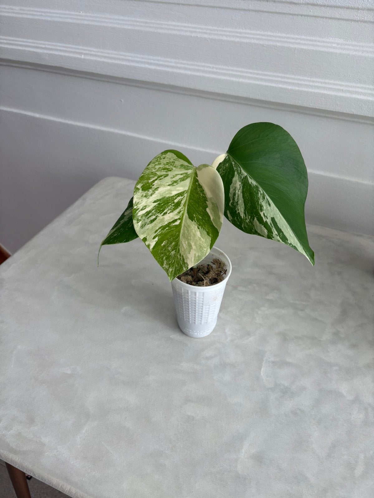 Monstera Deliciosa Albo variegata, Huis en Inrichting, Kamerplanten, Ophalen, Overige soorten, Halfschaduw, In pot