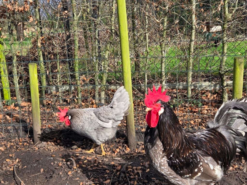 Ancona blauw-witgepareld haan, Dieren en Toebehoren, Pluimvee, Kip