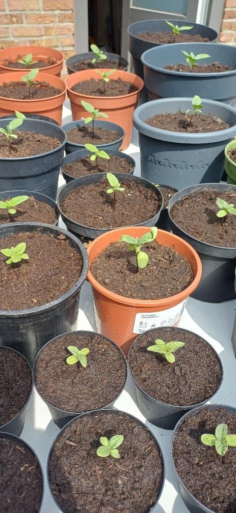 Jonge zonnebloemen, Tuin en Terras, Volle zon, Eenjarig, Zomer, Ophalen