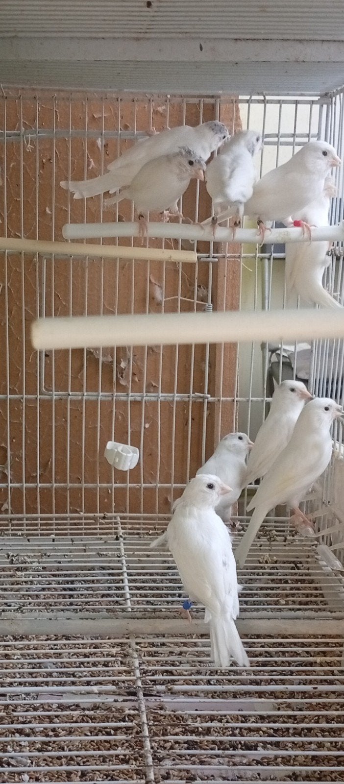 Canaris pure race malinois blanc 2026 à partir, Dieren en Toebehoren, Meerdere dieren, Zangkanarie