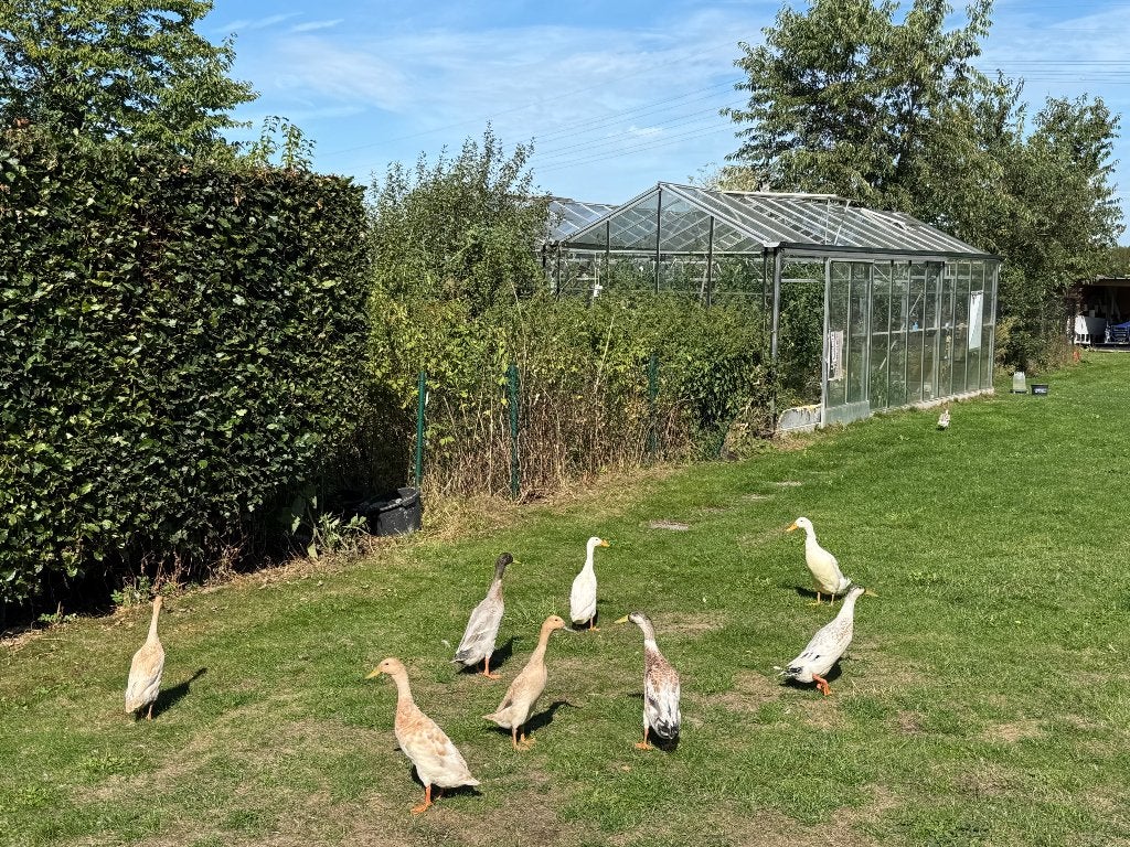Loopeenden 9 stuks, Animaux & Accessoires, Volatiles, Plusieurs animaux, Canard