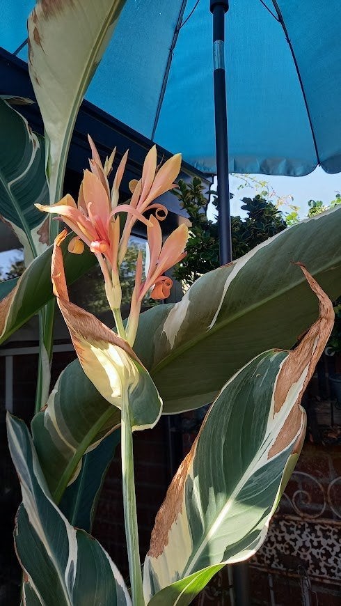canna stuttgart, Tuin en Terras, Ophalen