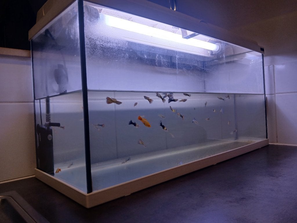 Aquarium 80x30x40h aquatlantis, Dieren en Toebehoren, Ophalen, Gebruikt, Aquatlantis, Inclusief deksel