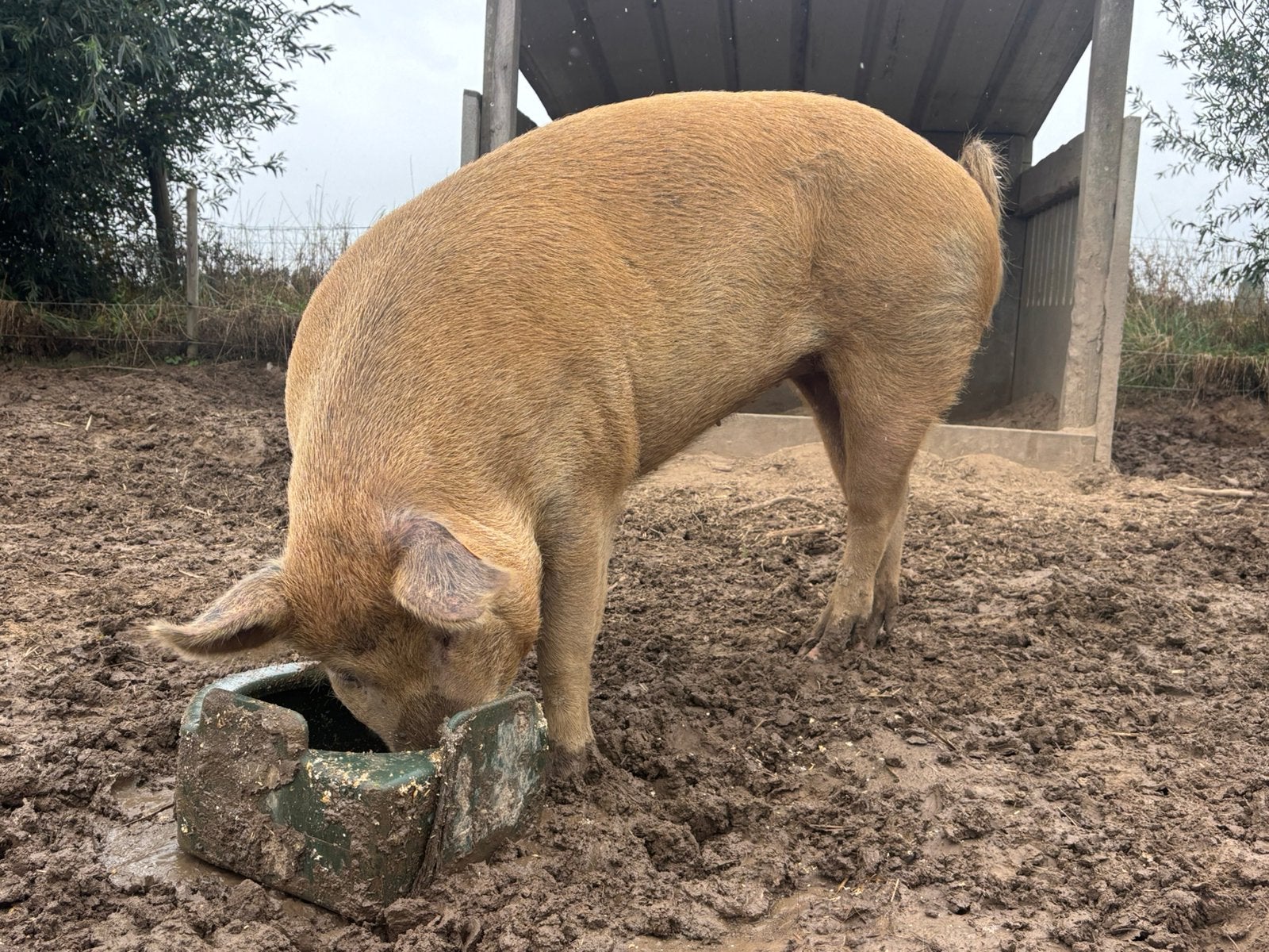 Zeugje 1,5jaar, Vrouwelijk, Varken
