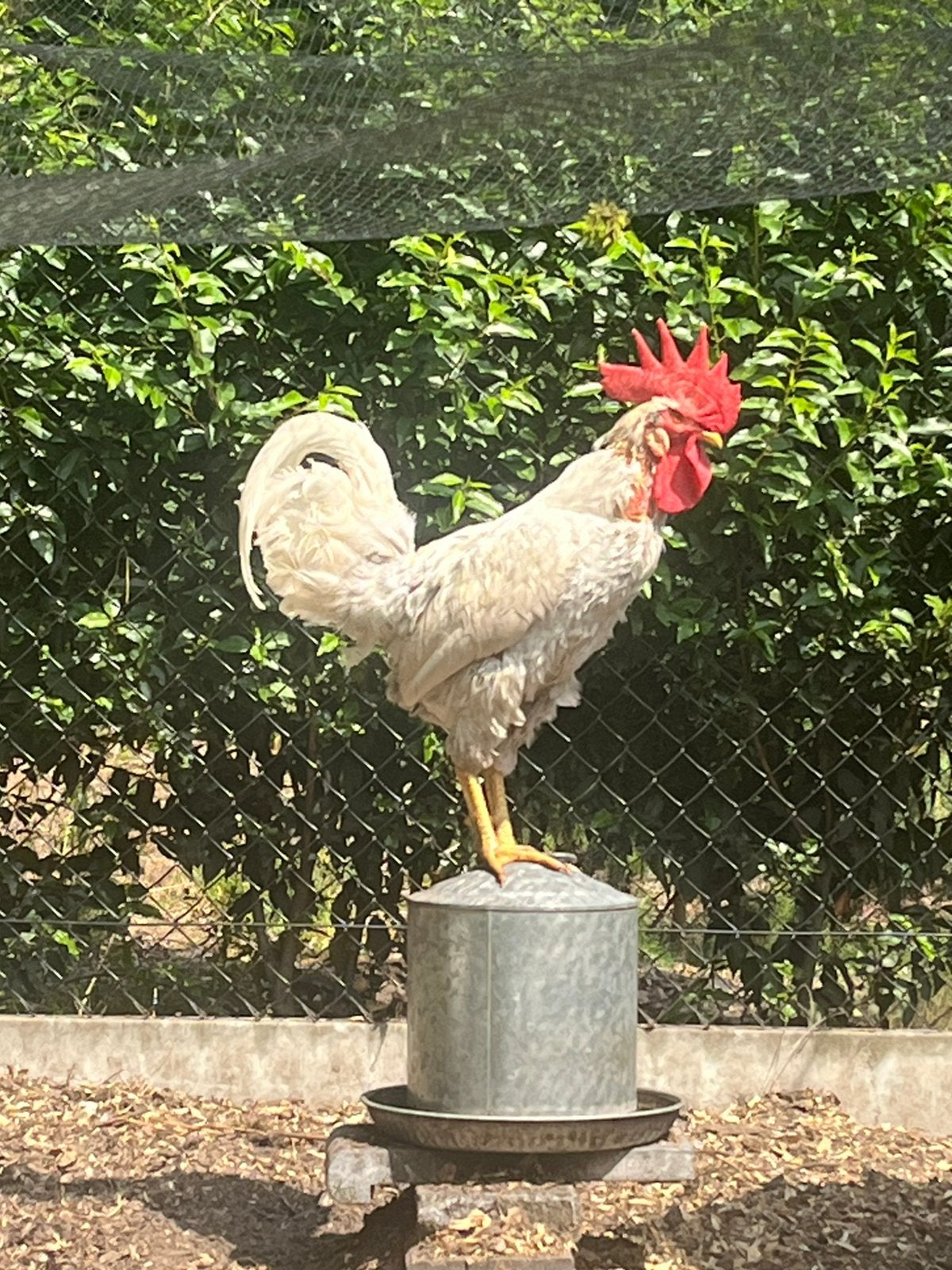 2 witte hanen, Dieren en Toebehoren