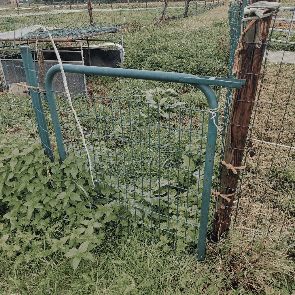Tuinpoort, Tuin en Terras, Ophalen, Gebruikt, Draaipoort
