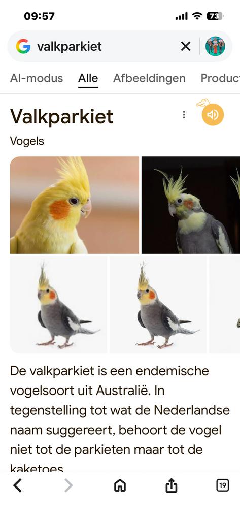 Gezocht! Valkparkiet, Dieren en Toebehoren
