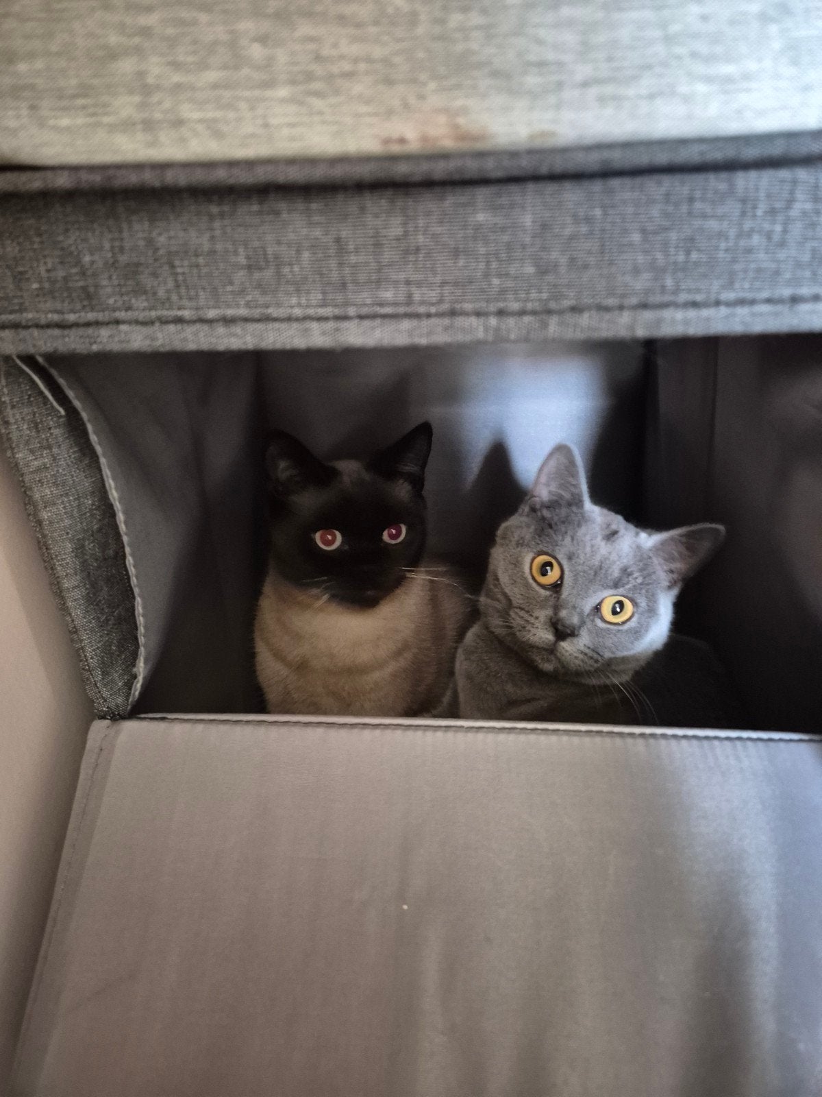 Catsitter gezocht, Contacts & Messages, Recherche colocataires