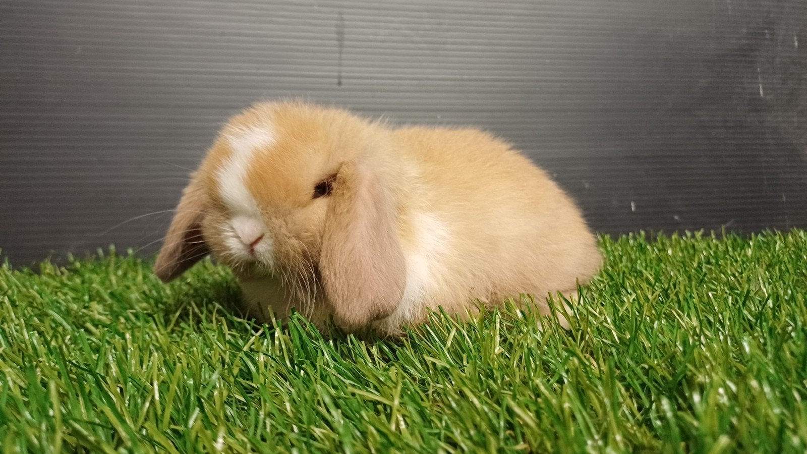 Zindelijke handtamme mannelijke minilop konijnen jong, Animaux & Accessoires, Lapins, Nain, Mâle, 0 à 2 ans, Oreilles tombantes