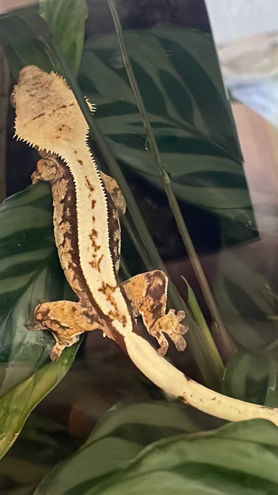 Wimper gekko, Dieren en Toebehoren, Reptielen en Amfibieën, Met terrarium