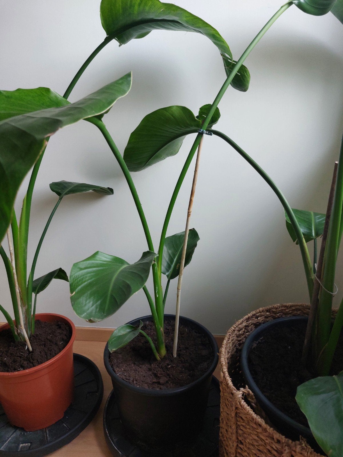 3 Strelitzia' s Nicolai 1m50- 2m, Enlèvement