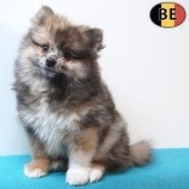 Spitz - des chiots au regard pétillant pétillant à vendre, Animaux & Accessoires, Commerçant, Loulou, 8 à 15 semaines, Plusieurs