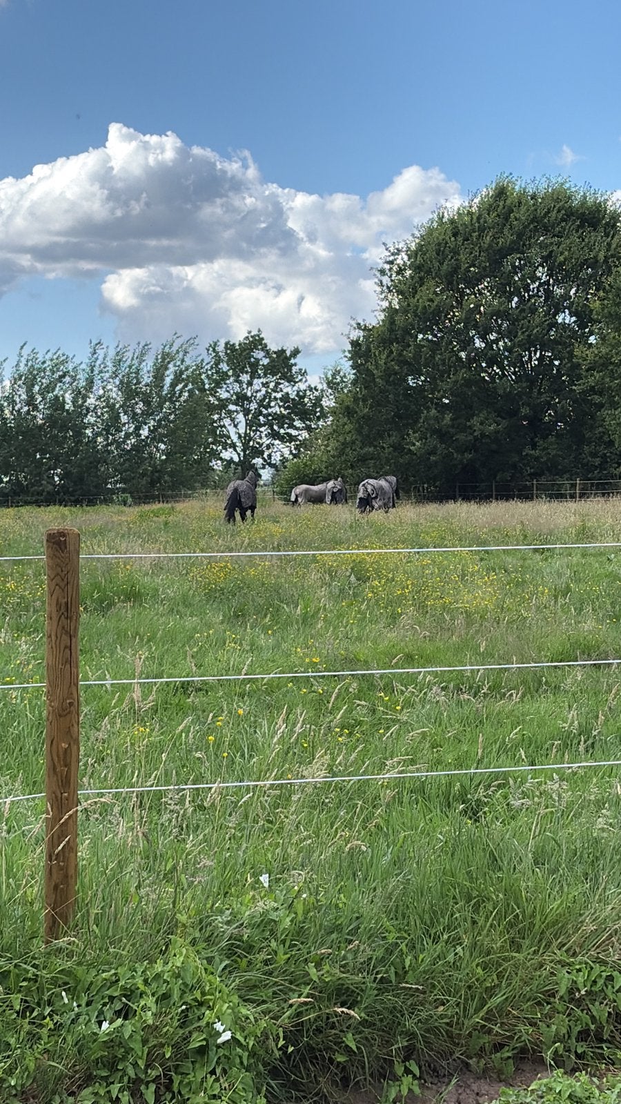 Spring gefokte merrie gezocht, Merrie, Zadelmak, Springpaard, Met stamboom