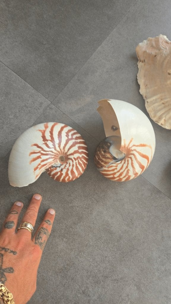 Nautilus schelpen, Ophalen of Verzenden, Schelp(en)
