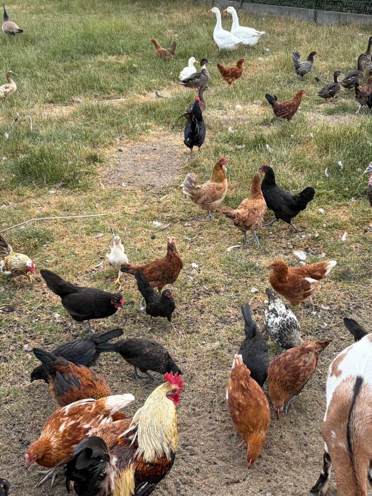 Jonge haantjes, Mâle, Poule ou poulet