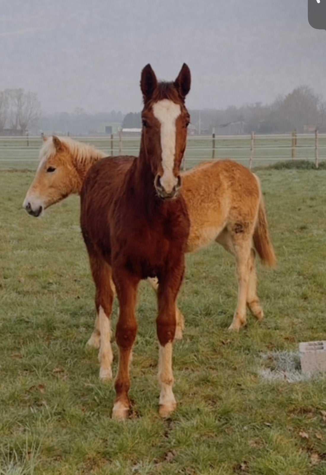 1 year old stallion, Animaux & Accessoires, Chevaux, Z, Avec pedigree, Étalon, 0 à 2 ans