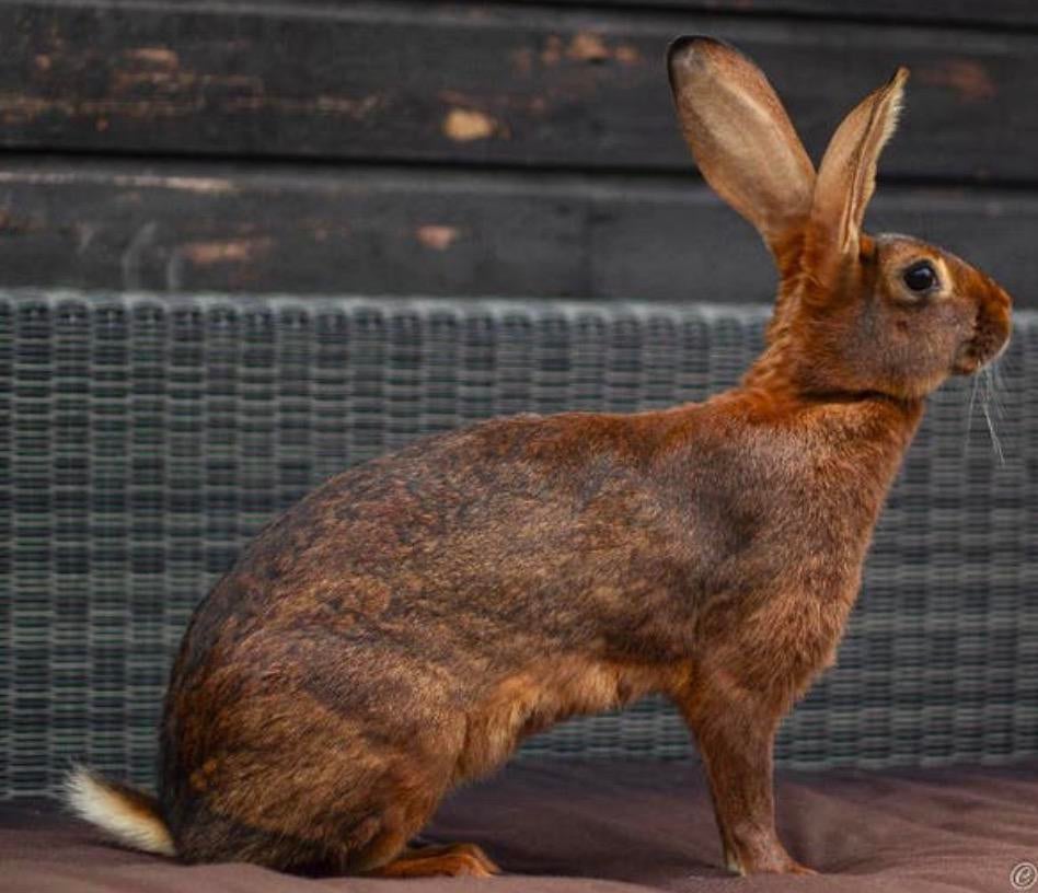 Jonge belgische hazen, Dieren en Toebehoren, Konijnen