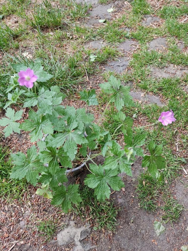 Geranium, Tuin en Terras, Planten | Tuinplanten, Ophalen