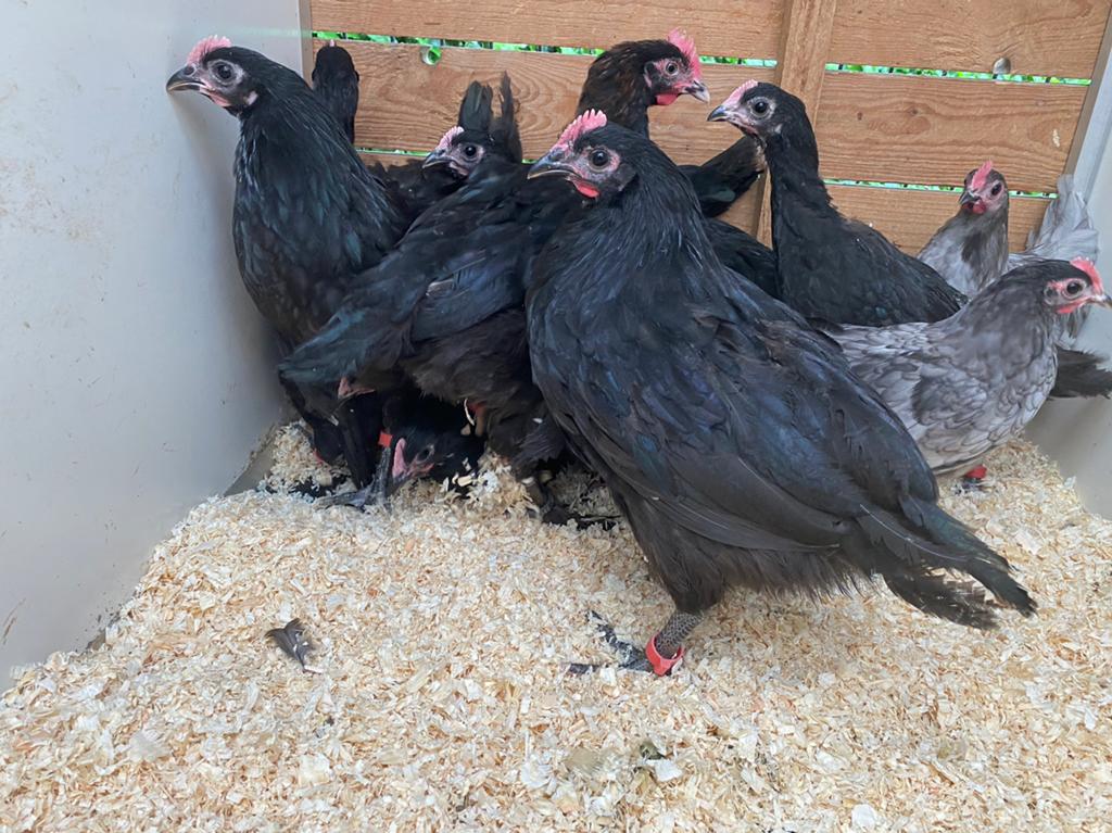 13 Haantjes, Dieren en Toebehoren, Pluimvee