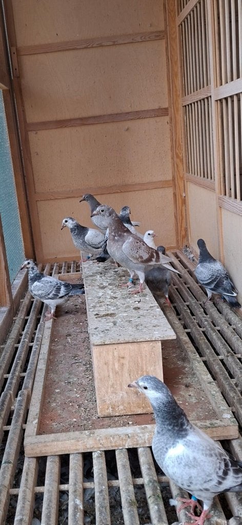 Beaux jeunes pigeons de course, Animaux & Accessoires, Plusieurs animaux, Pigeon voyageur