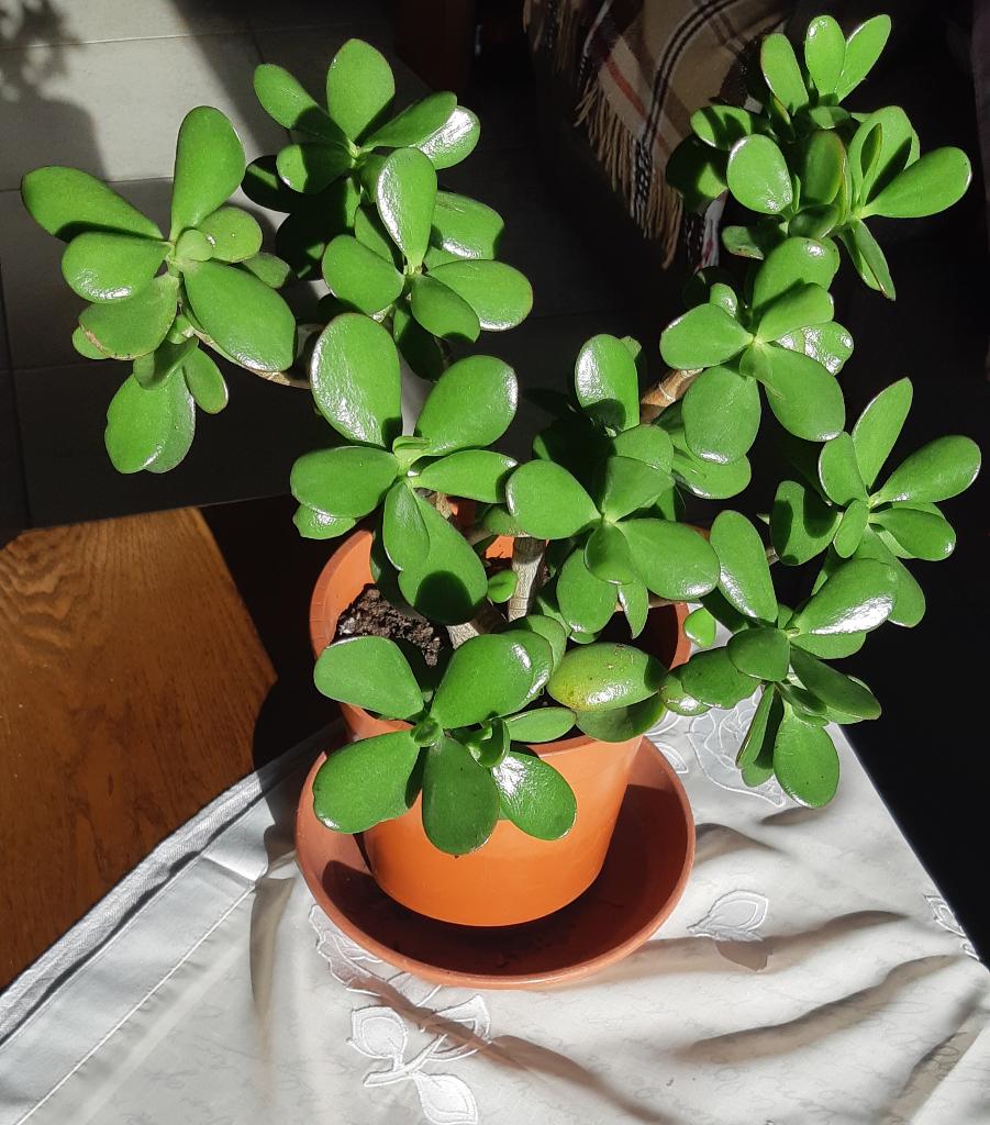 Crassula ovata, Huis en Inrichting, Kamerplanten, Ophalen, Vetplant, Minder dan 100 cm, Volle zon