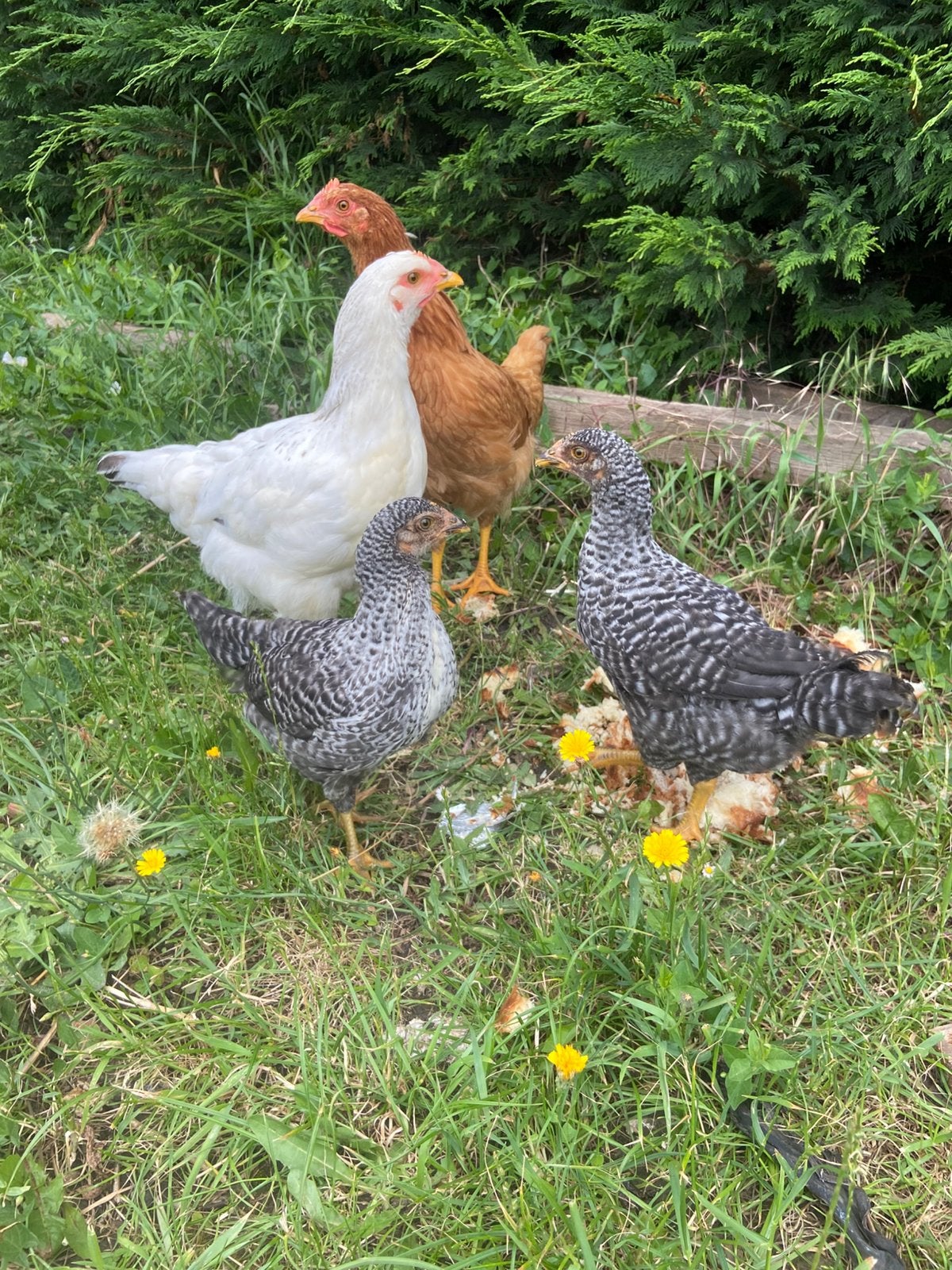 Poulets à vendre, Animaux & Accessoires, Femelle, Poule ou poulet