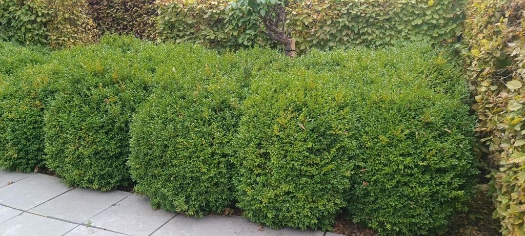 Buxus gratis, Ophalen