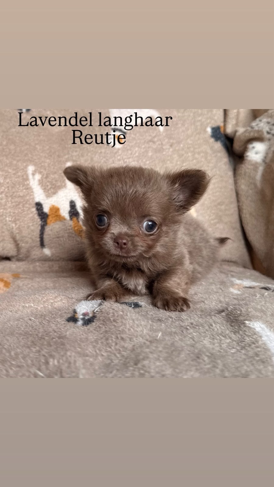 Chihuahua reu, Maladie de Carré (chiens), Plusieurs, Chihuahua, Belgique