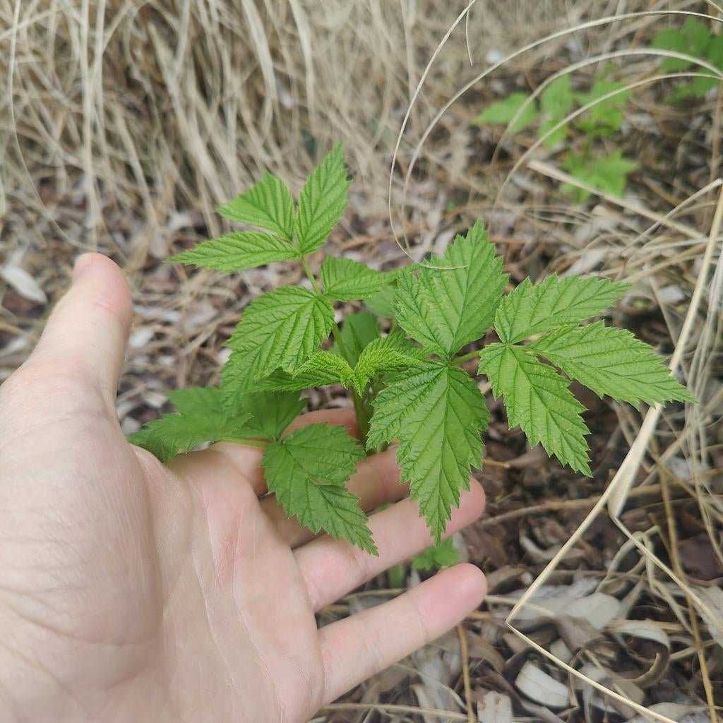 Frambozen scheutjes rood/oranje, Ophalen