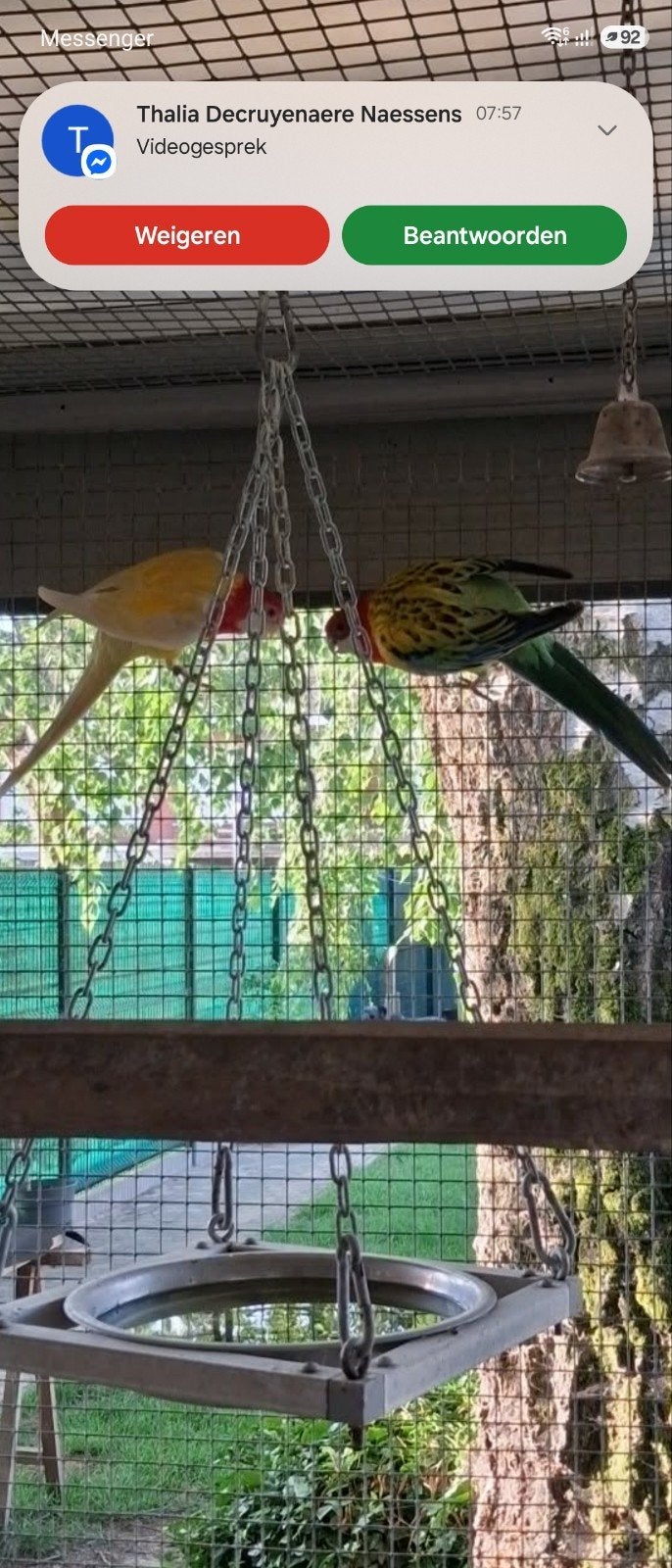 Rosella jongen om tam te maken, Animaux & Accessoires, Oiseaux | Accessoires, Enlèvement
