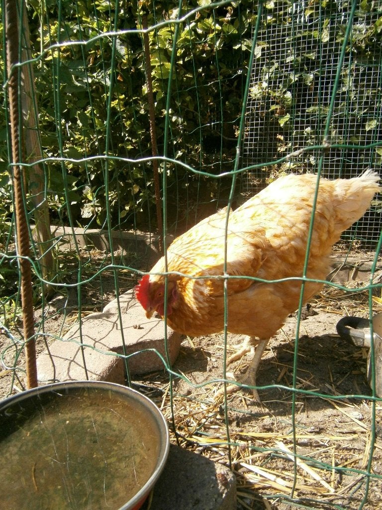 jonge legkip, Dieren en Toebehoren, Overige Dieren, April, Vrouwelijk