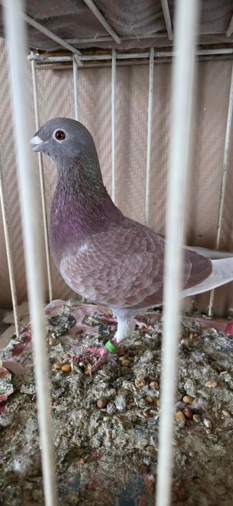 Duivin  zie pedigree, Dieren en Toebehoren