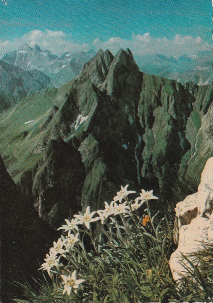 EDELWEISS, Ophalen of Verzenden, 1960 tot 1980, Gelopen, Natuur