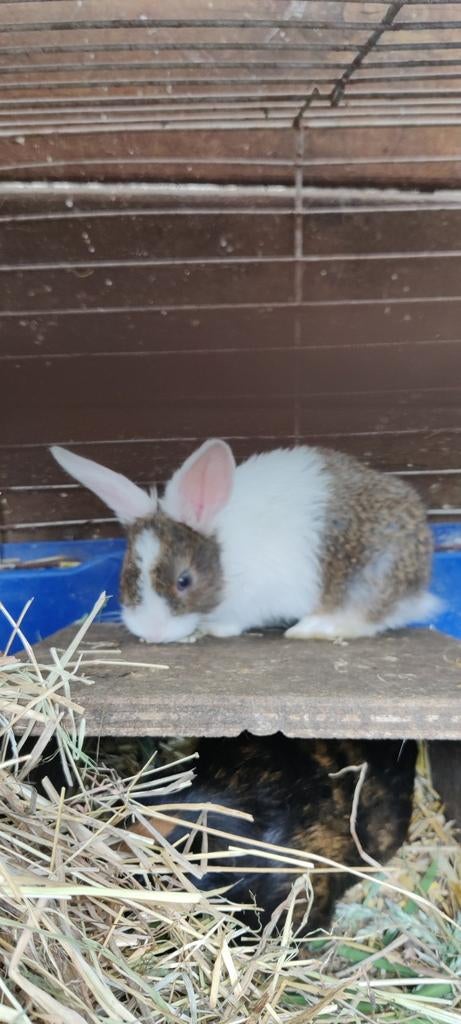 Lapins nains