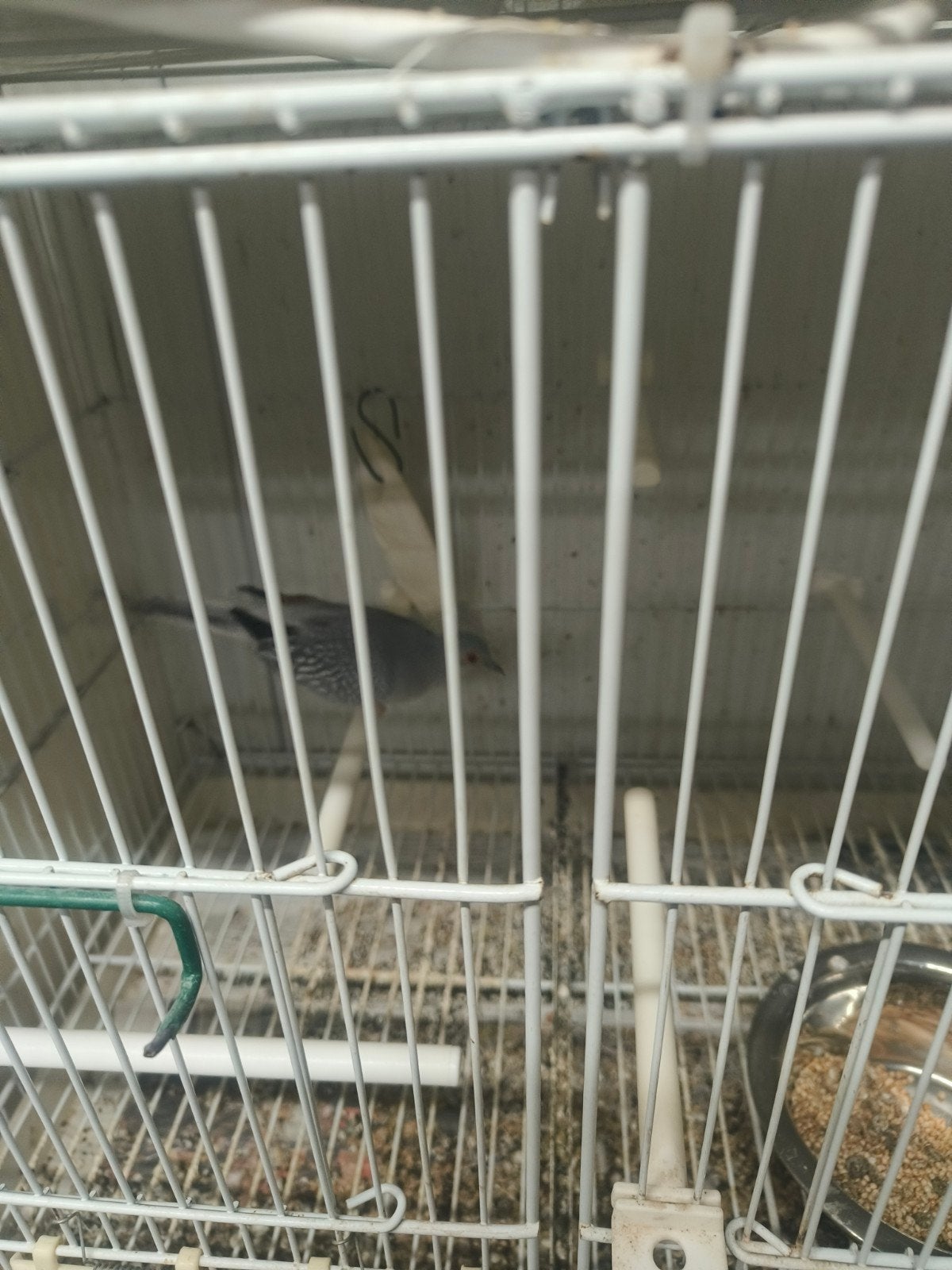diamant duivin, Dieren en Toebehoren