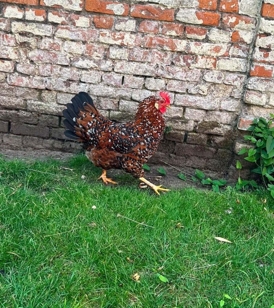 Leghorn te koop, Poule ou poulet
