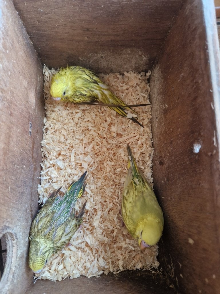 Verschillende jonge grasparkieten, ideaal om tam te maken., Dieren en Toebehoren, Vogels | Parkieten en Papegaaien, Parkiet, Tam