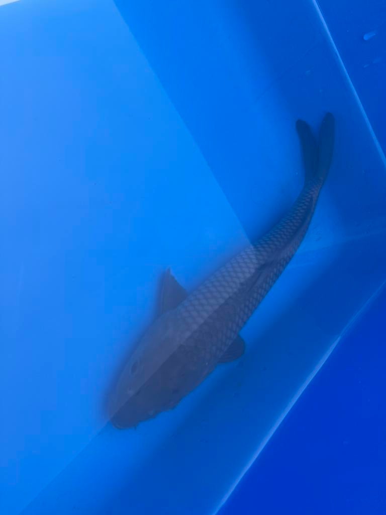Japanse koi Soragoi, Dieren en Toebehoren, Vissen | Vijvervissen, Karper of Koi