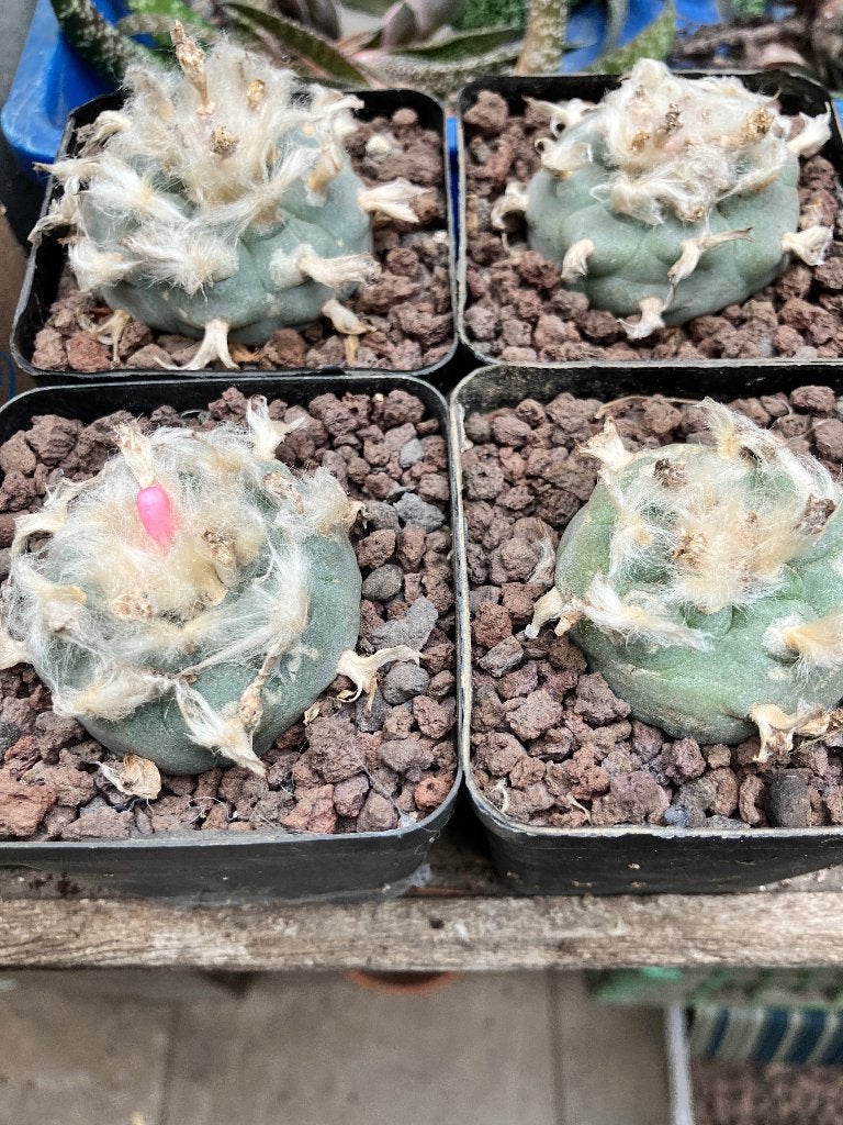 4 stuks lophophora williamsii, Maison & Meubles, Plantes d'intérieur, Enlèvement ou Envoi, Cactus