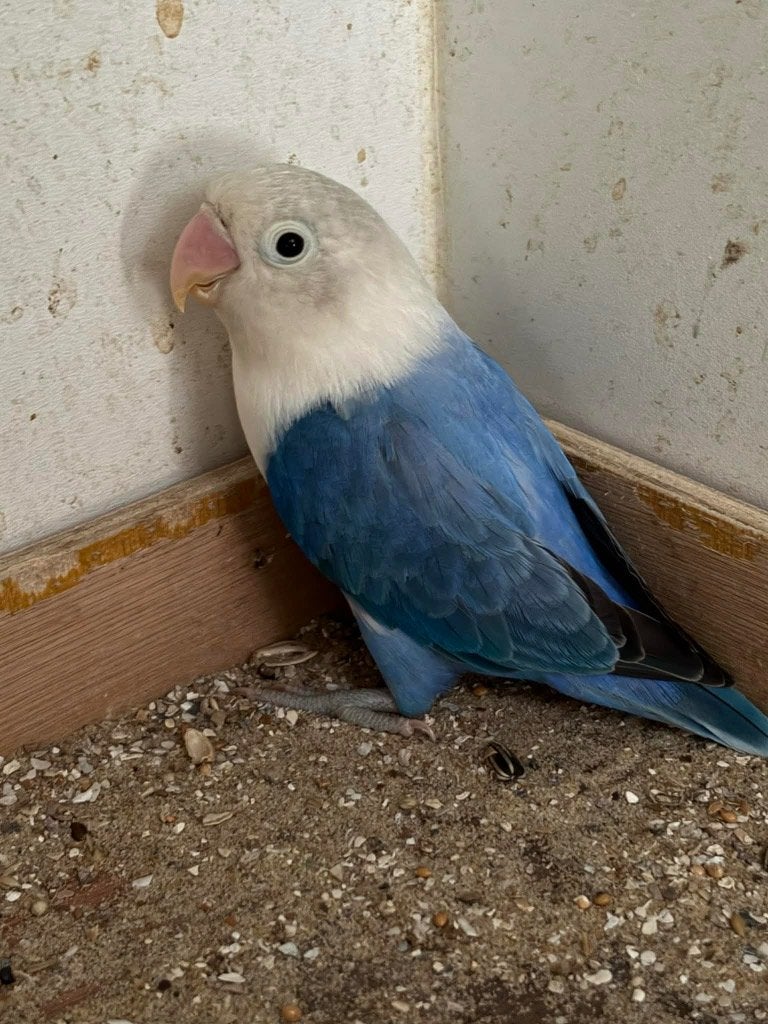 agapornis, Animaux & Accessoires, Femelle, Perroquet nain ou Inséparable, Bagué