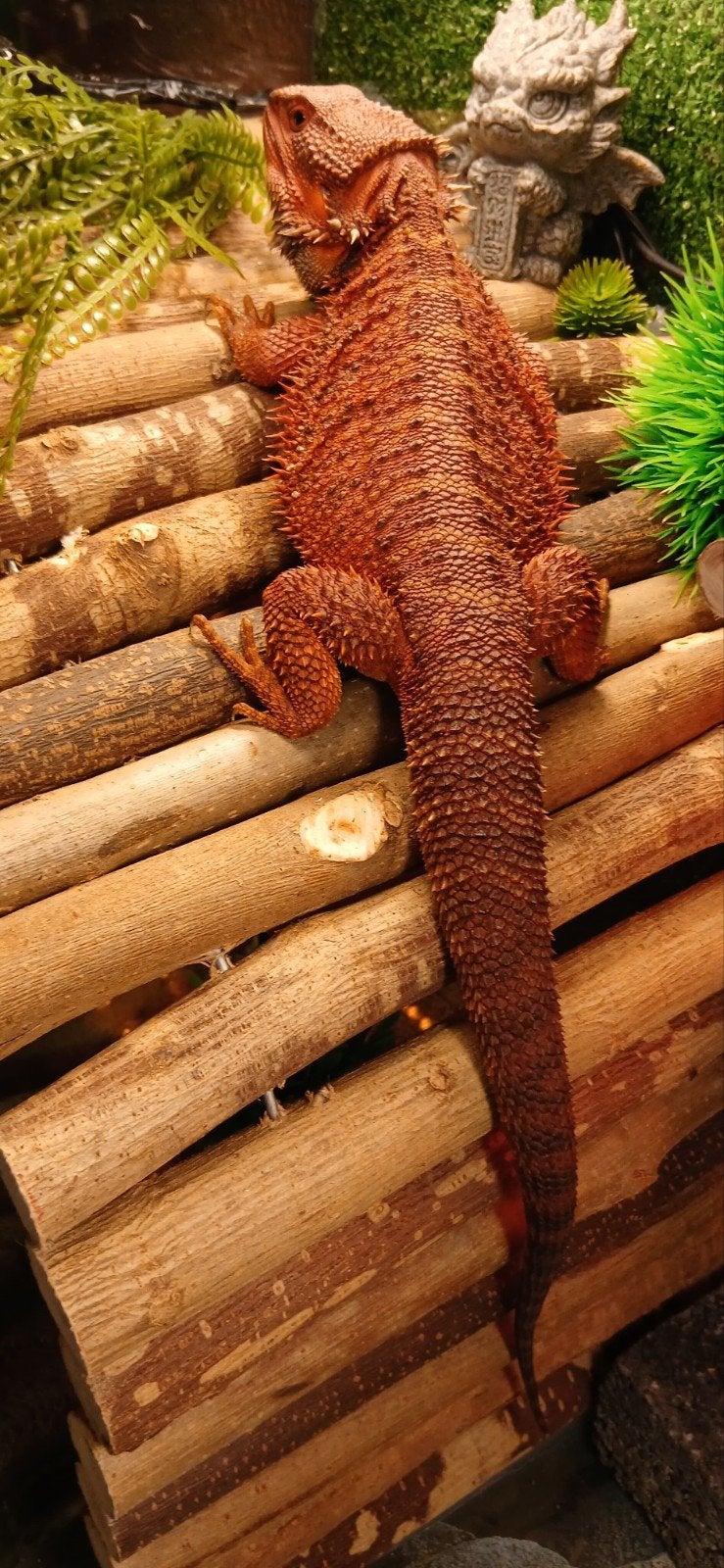 Baardagaam Red Monster, Amphibien, Avec terrarium, 0 à 2 ans