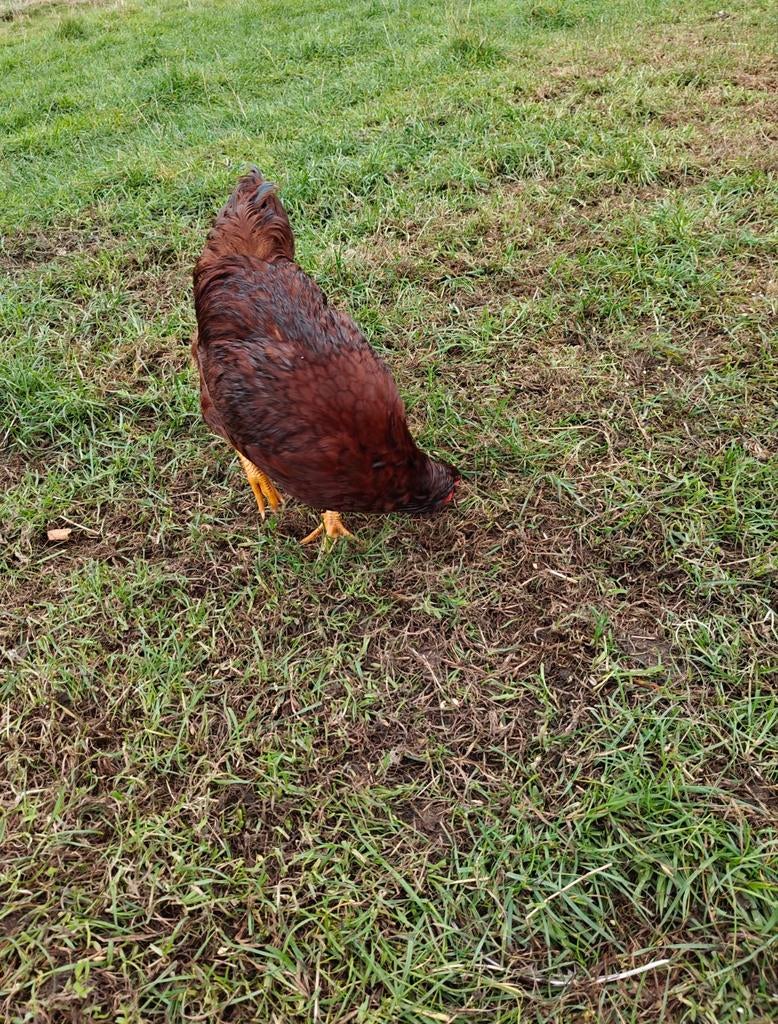 Broedeieren Rhode Island Red, Dieren en Toebehoren, Pluimvee