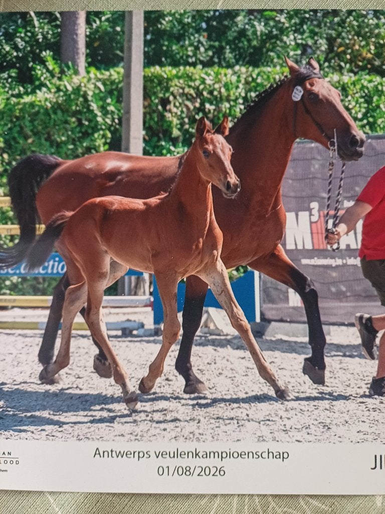 Hengsten veulen, Springpaard, Met stamboom, Niet van toepassing, 0 tot 2 jaar