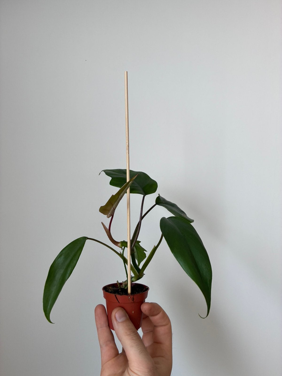 Philodendron mayoi, Ophalen